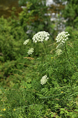 BUITEN BEELD Foto: 425673