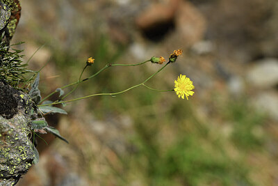 BUITEN BEELD Foto: 425677