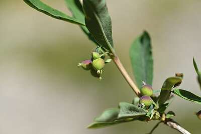 BUITEN BEELD Foto: 425699