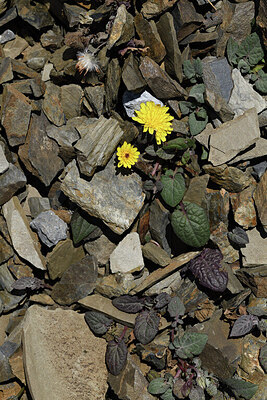 BUITEN BEELD Foto: 425720