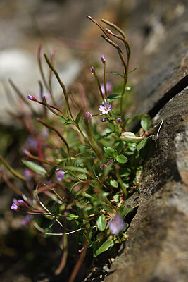 BUITEN BEELD Foto: 425723