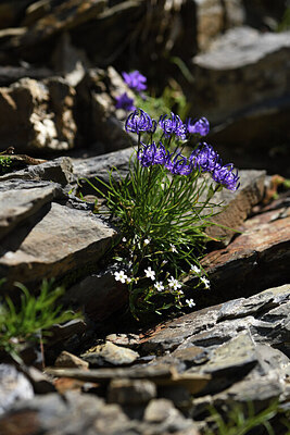 BUITEN BEELD Foto: 425725