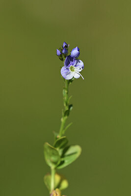 BUITEN BEELD Foto: 425748