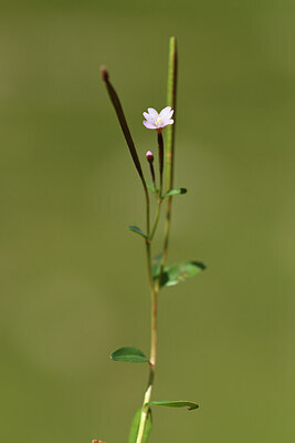 BUITEN BEELD Foto: 425749