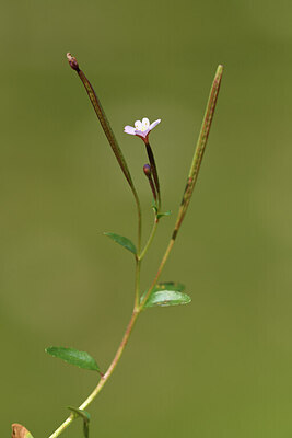 BUITEN BEELD Foto: 425750