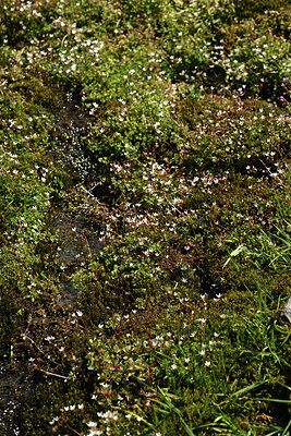 BUITEN BEELD Foto: 425774