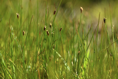 BUITEN BEELD Foto: 425791