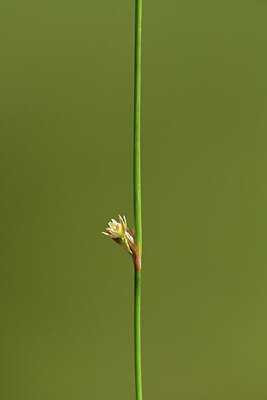 BUITEN BEELD Foto: 425793