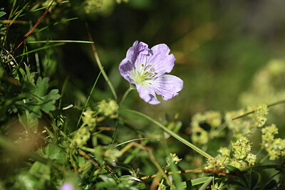 BUITEN BEELD Foto: 425810