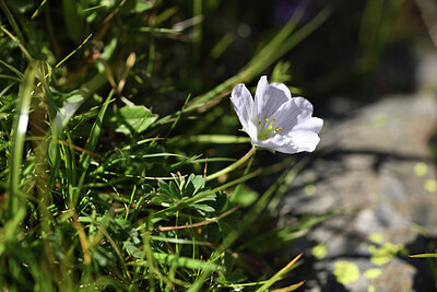 BUITEN BEELD Foto: 425811
