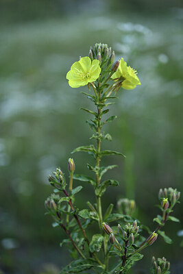 BUITEN BEELD Foto: 425839