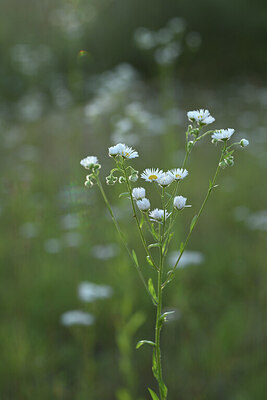 BUITEN BEELD Foto: 425841