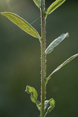 BUITEN BEELD Foto: 425843
