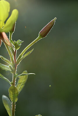 BUITEN BEELD Foto: 425845
