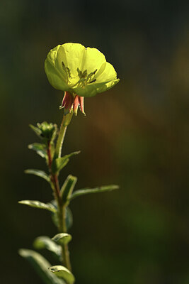 BUITEN BEELD Foto: 425847