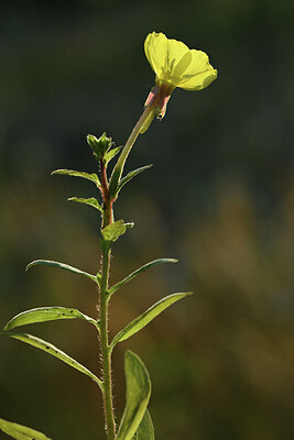 BUITEN BEELD Foto: 425848