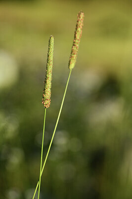 BUITEN BEELD Foto: 425851