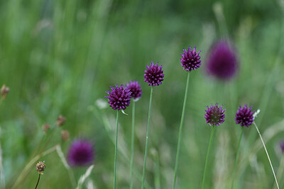 BUITEN BEELD Foto: 425859