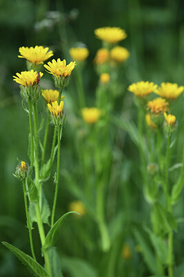 BUITEN BEELD Foto: 425864