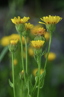 BUITEN BEELD Foto: 425867