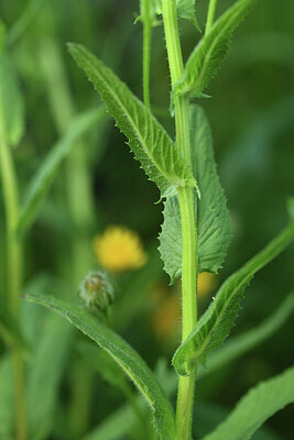 BUITEN BEELD Foto: 425868