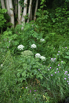 BUITEN BEELD Foto: 425876