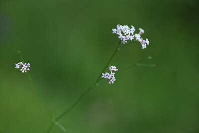 BUITEN BEELD Foto: 425878