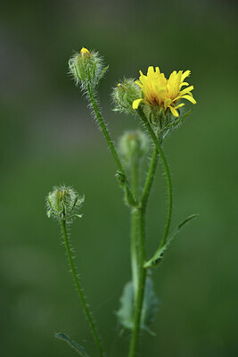 BUITEN BEELD Foto: 425879