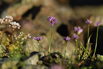 BUITEN BEELD Foto: 425881