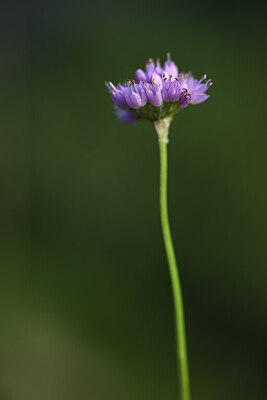 BUITEN BEELD Foto: 425892