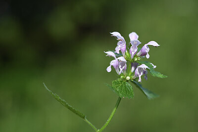 BUITEN BEELD Foto: 425920