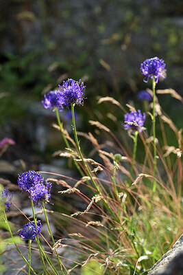 BUITEN BEELD Foto: 425930
