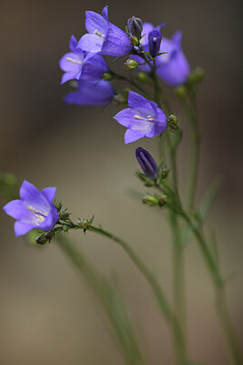 BUITEN BEELD Foto: 425934