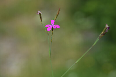 BUITEN BEELD Foto: 425939