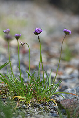 BUITEN BEELD Foto: 425944