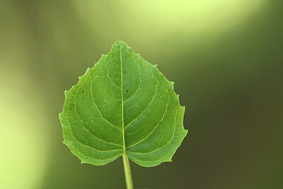 BUITEN BEELD Foto: 425959