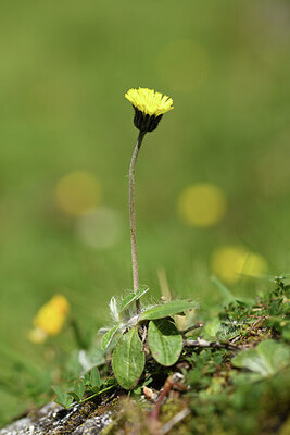 BUITEN BEELD Foto: 425964