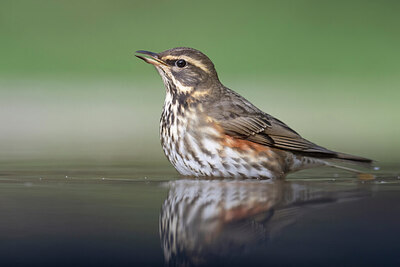 BUITEN BEELD Foto: 425965