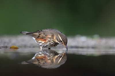 BUITEN BEELD Foto: 425968