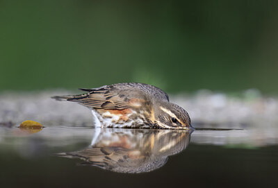 BUITEN BEELD Foto: 425971