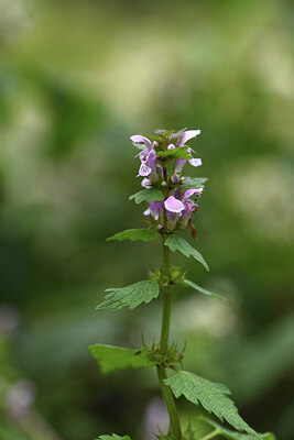 BUITEN BEELD Foto: 425974