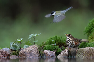 BUITEN BEELD Foto: 425975