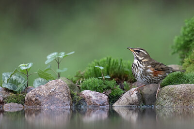 BUITEN BEELD Foto: 425976