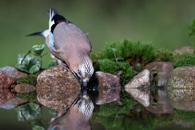 BUITEN BEELD Foto: 425979