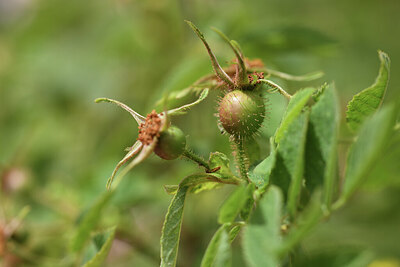 BUITEN BEELD Foto: 425980