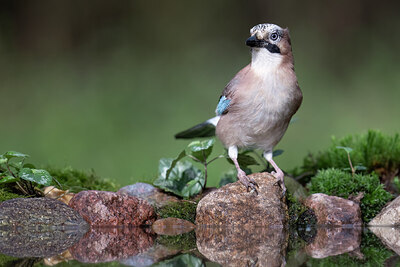 BUITEN BEELD Foto: 425981