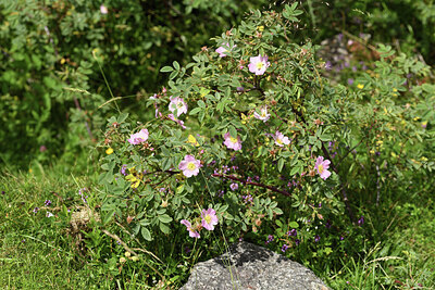 BUITEN BEELD Foto: 425984