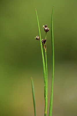 BUITEN BEELD Foto: 425994