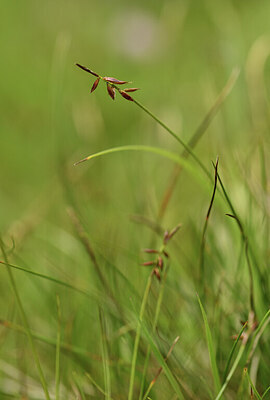 BUITEN BEELD Foto: 426005