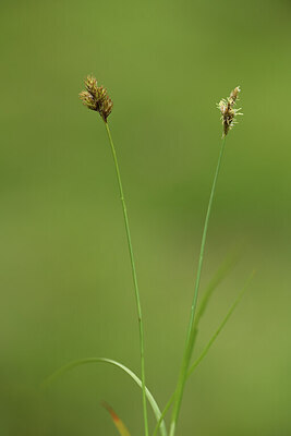 BUITEN BEELD Foto: 426044